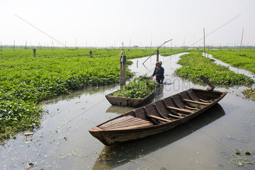 Phnom Penh  Kambodscha  eine Frau bringt ein Boot voll Wasserspinat ans Ufer