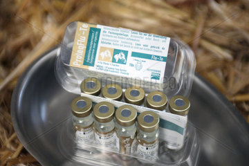 Soltau  Deutschland  Impfstoff gegen Pferdegrippe