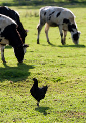 Kobylin  Polen  Hahn mit gerupftem Kamm zwischen Rindern auf einer Weide