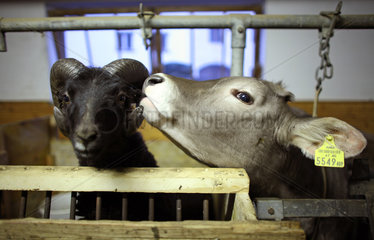 Jerzens  Oesterreich  Kuh und Schafbock beschnuppern sich im Stall