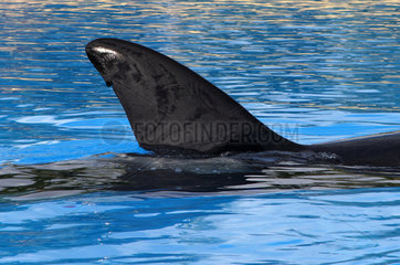 Puerto de la Cruz  Spanien  Finne eines Schwertwals schaut aus dem Wasser heraus