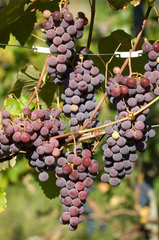Carabietta  Schweiz  traditioneller Weinanbau