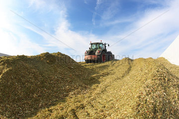Hamm  Deutschland  Traktor verdichtet die Maissilage fuer die Biogasproduktion