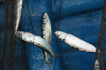 Batticaloa  Sri Lanka  Fische im Netz