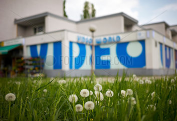 Berlin  Deutschland  Pusteblumen auf einer Wiese vor einer Videothek