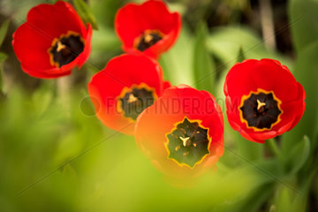 Berlin  Deutschland  die Tulpen bilden eine Pflanzengattung in der Familie der Liliengewaechse