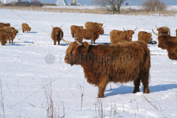 Damp  Deutschland  Galloway-Rinder im Schnee