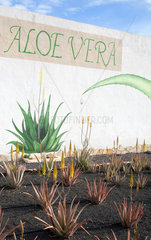 La Oliva  Spanien  Feld mit bluehenden Aloe vera Pflanzen auf der Kanareninsel Fuerteventura