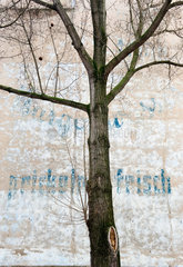 Berlin  Deutschland  ein Baum vor einer Hauswand