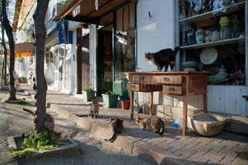 Heybeliada  Istanbul  Tuerkei  Katzen vor einem Troedelladen
