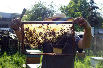 Berlin  Deutschland  Berufsimker kontrolliert eine Brutwabe eines Bienenvolkes