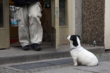 Berlin  Deutschland  ein Hund wartet vor einem Geschaeft auf sein Herrchen