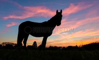 Hamm  Deutschland  Silhouette eines Pferdes bei Sonnenuntergang