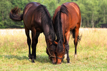 Soltau  Deutschland  Pferde grasen auf einer Weide