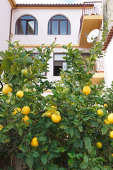 Orosei  Italien  Zitronenbaum vor einem Wohnhaus