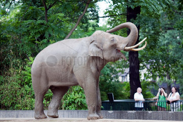 Berlin  Deutschland  ein asiatischer Elefant im Berliner Zoo
