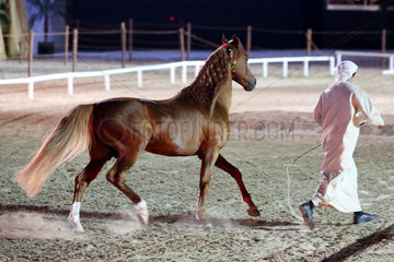 Dubai  Vereinigte Arabische Emirate  Freiheitsdressur  Pferd folgt einem Mann