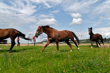Mimberg  Deutschland  Pferde galoppieren auf der Weide