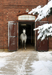 Graditz  Deutschland  weisses Pferd schaut aus dem Stall heraus