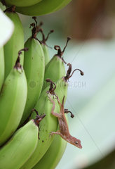 Leogane  Haiti  ein Gecko auf einer Bananenstaude