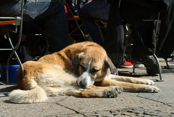 Berlin  Deutschland  schlafender Hund auf der Strasse