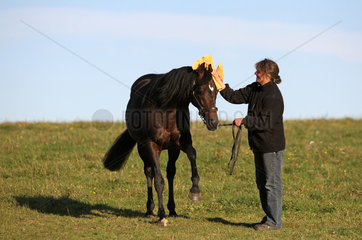 Roedinghausen  Deutschland  eine Frau putzt ihr Pferd auf der Weide