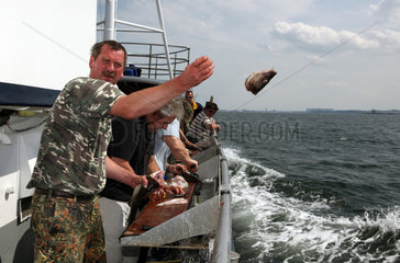 Wismar  Deutschland  Mann wirft beim Hochseeangeln einen Fischkopf in das Wasser