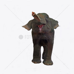 Cute little elephant