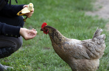 Neuenhagen  Deutschland  Huhn wird mit einem Stueck Banane gefuettert
