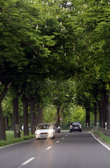 Thyrow  Deutschland  Autos fahren mit Licht am Tag eine Allee entlang