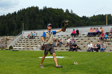 Villach  Oesterreich  ein Falkner mit einem Wanderfalke in der Adler-Arena der Burg Landskron