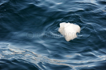 Ilulissat  Daenemark  Eisstueck schwimmt im Wasser der Diskobucht
