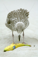 Amrum  ein Kiebitzregenpfeifer frisst eine Banane