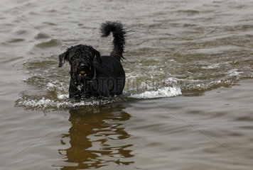 Goehren-Lebbin  Deutschland  Hund apportiert einen Tennisball aus dem Wasser