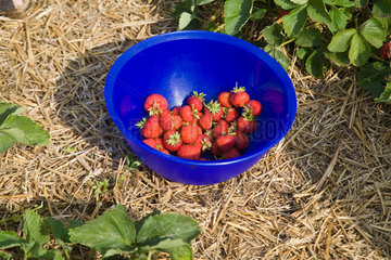 Warleberg  Deutschland  eine Schale mit selbst geernteten Erdbeeren