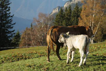 Eggbergen  Schweiz  Kuehe auf der Weide