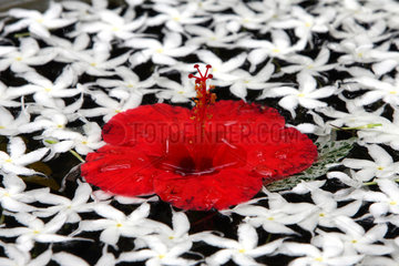 Wadduwa  Sri Lanka  im Wasser schwimmende Hibiskusbluete