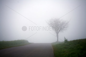 Ludwigsburg  Strasse und Baum im Nebel nahe Waabs