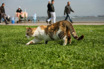 Istanbul  Tuerkei  eine Katze spielt auf dem Rasen