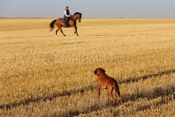 Ingelheim  Deutschland  Hund beobachtet eine Reiterin auf einem gemaehten Feld