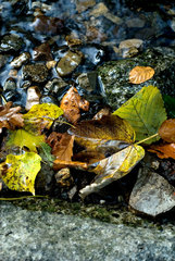 Thale  Herbstlaub und Kieselsteine am Ufer der Bode  Detail