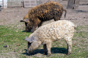 Kremmen  Deutschland  Mangalica-Schweine
