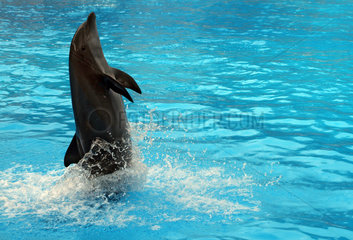 Puerto de la Cruz  Spanien  Delfin zeigt im Loro Park ein Kunststueck
