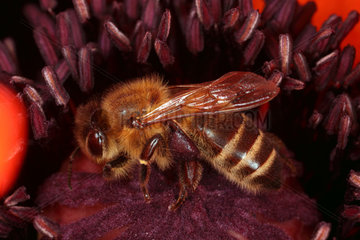 Briescht  Deutschland  Honigbiene sammelt Nektar in einer Mohnbluete