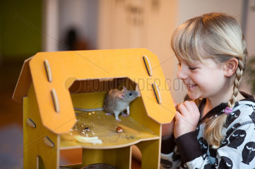 Berlin  Deutschland  Maedchen spielt mit einer zahmen Ratte