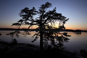 Vaestervik  Schweden  Silhouette einer Kiefer bei Daemmerung an einem See