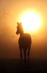 Goerlsdorf  Deutschland  Silhouette eines Pferdes bei Sonnenaufgang auf der Weide