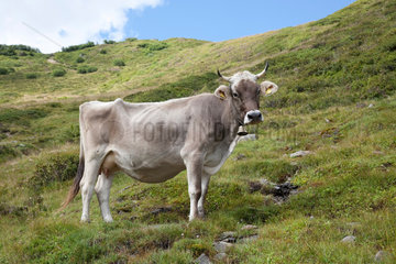 Zermatt  Schweiz  schweizer Kuh auf der Alm