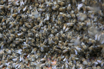 Berlin  Deutschland  Bienenschwarm