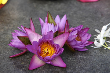 Kalutara  Sri Lanka  Blumen als Opfergaben